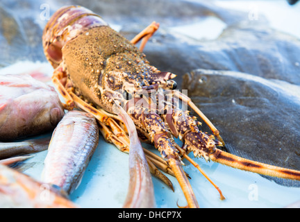 Close-up de homard Banque D'Images