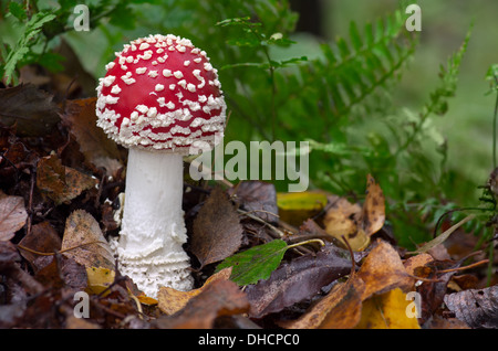 Un joli rouge tacheté de champignons Agaric Fly parmi les feuilles mortes. Banque D'Images