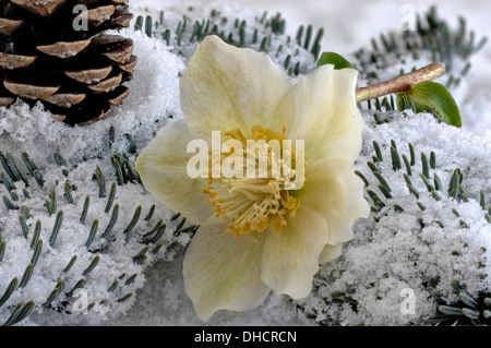 Rose de Noël dans la neige Banque D'Images