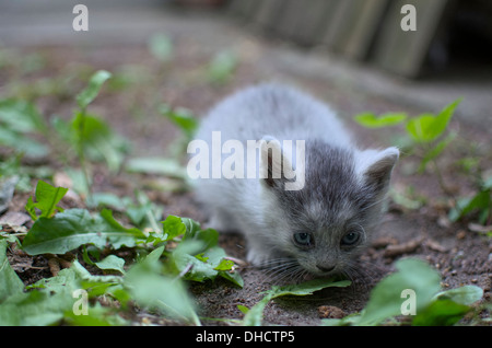 Peu timide chaton gris aux yeux bleus Banque D'Images