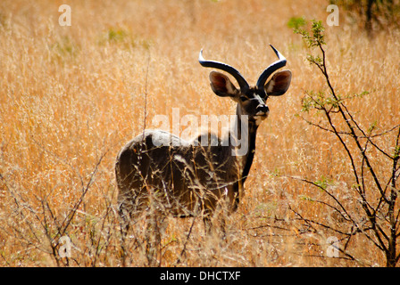 Impala au Parc National de Pilanesberg en Afrique du Sud, l'Afrique Banque D'Images