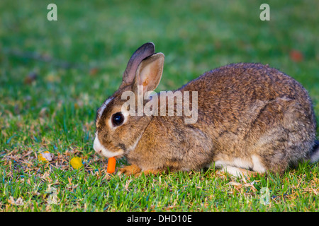 Lapin brun et blanc manger carotte on Green Grass Banque D'Images