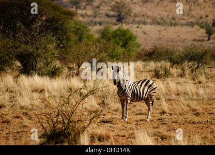 Moule à la recherche au Parc National de Pilanesberg en Afrique du Sud Banque D'Images