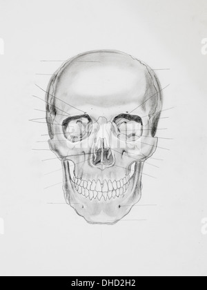 Illustration au crayon à la main, vue avant du crâne humain à la directive lignes orientées à des pièces osseuses, sur papier blanc Banque D'Images