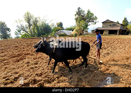 Jeune agriculteur utilise des méthodes traditionnelles pour labourer son champs près de Pokhara au Népal Banque D'Images