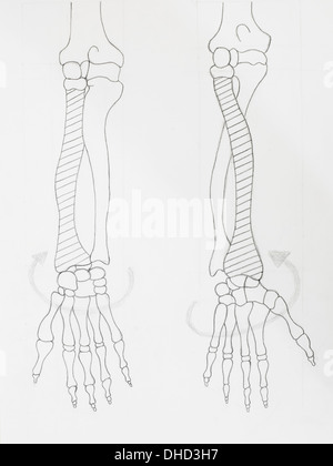 Détail de l'os du bras dessin au crayon sur papier blanc Banque D'Images