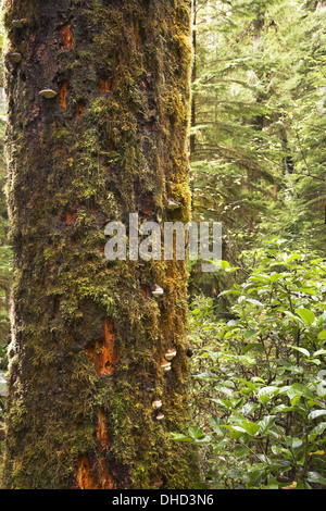 Le tronc de l'arbre recouvert d'une mousse Banque D'Images