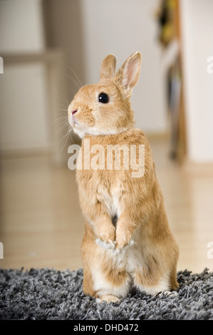 Lapin nain sur un tapis Banque D'Images