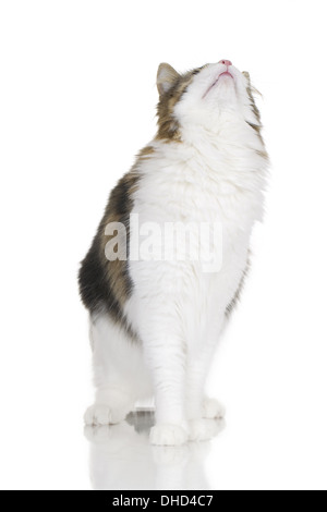 Chat domestique recherche isolé Banque D'Images