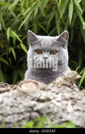 British shorthair outdoor Banque D'Images