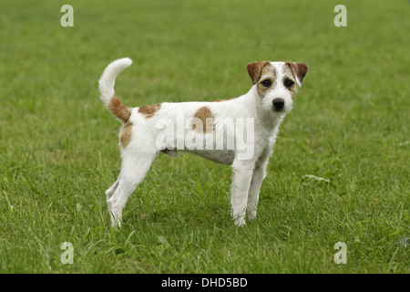 Parson Russell Terrier Banque D'Images