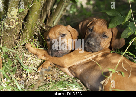 Chiots Rhodesian Ridgeback Banque D'Images