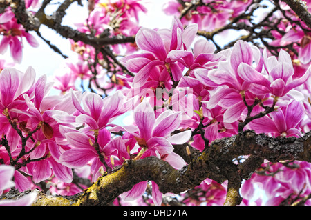 Magnolia blossom Banque D'Images