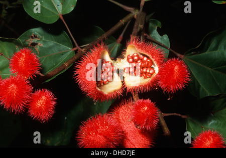 Fruits et végétaux d'urucum, santarem, Etat de Para, Amazonie, Brésil, Amérique du Sud Banque D'Images