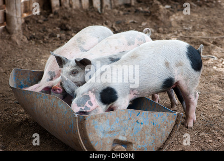 Quatre petits cochons mangent dans la grange Banque D'Images