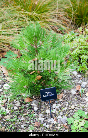 Un gros plan d'un Pinus heldreichii pin miniature au Jardins de Bridgemere Pépinières et monde Cheshire England UK Banque D'Images