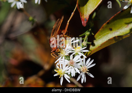 Symphyotrichum ericoides Aster, Heath Banque D'Images