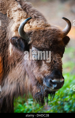 Buffalo Bisons, Portrait Banque D'Images