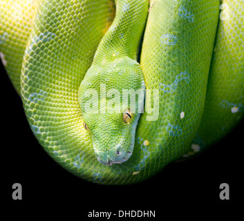 Green Tree Python, Morelia Viridis Banque D'Images