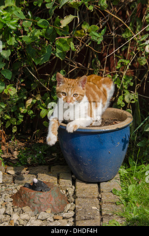 Le gingembre cat assis dans pot de fleurs Banque D'Images