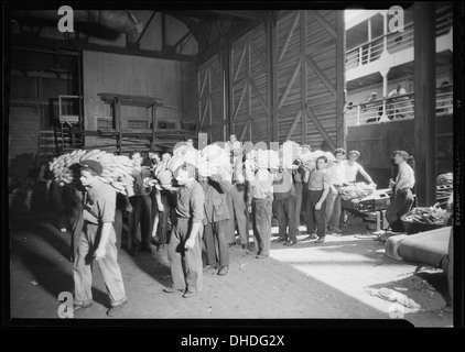 Cette photographie capture des débardeurs à New York, démontrant la méthode utilisée pour transférer les bananes des navires sur les quais. L'image donne un aperçu de la main-d'œuvre impliquée dans les opérations portuaires du début du XXe siècle. Banque D'Images