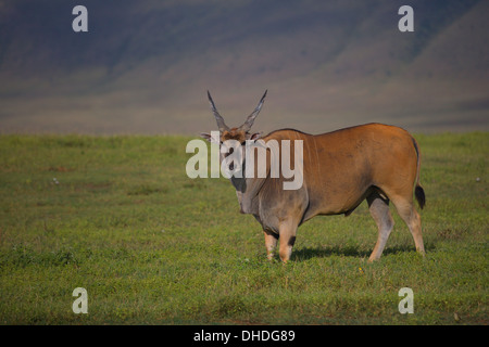 Eland -- la plus lente et la plus importante du monde Antilope. Taurotragus oryx. Ngorongoro Crater. Tanzanie, Afrique. Banque D'Images