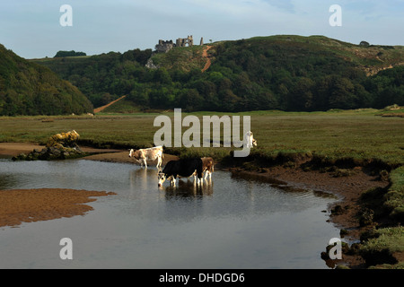 Pennard Château avec bétail flux potable promenades, vues sur les voies des chemins côtiers Gower les marais salés de l'érosion des berges Banque D'Images