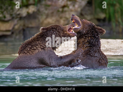 Brown Bear Cubs jouer combats dans la rivière à la péninsule de l'Alaska Katmai Port Géographique Banque D'Images