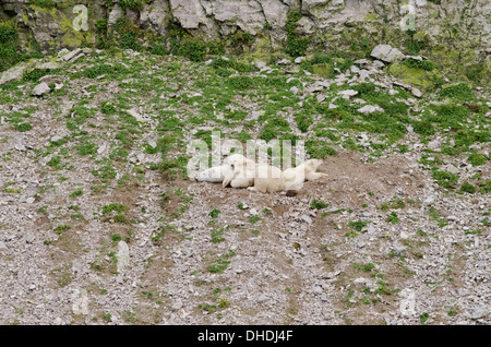 Le Canada, l'archipel Arctique, le détroit d'Hudson, Nunavut, l'île Akpatok. Mère de l'ours et d'oursons jumeaux. Banque D'Images