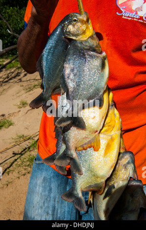 Homme tenant un piranha (Serrasalmidae) dans sa main dans le Pantanal, Brésil Banque D'Images