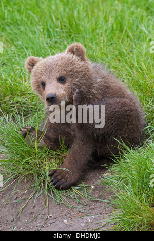 L'eurasien/mignon ours brun (Ursus arctos arctos) cub dans les prairies se gratter la tête avec patte de fourrure et de toilettage Banque D'Images