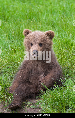 Portrait of cute ours brun eurasien / European ours brun (Ursus arctos arctos) cub assis dans les prairies Banque D'Images