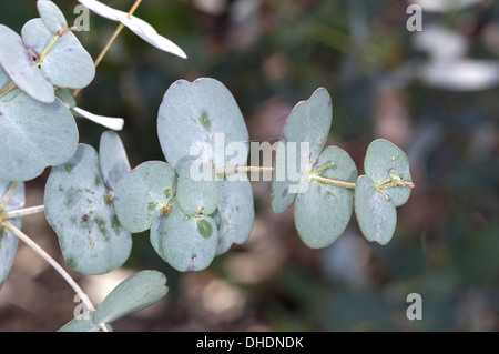 Eucalyptus gunnii gomme cidre (Myrtaceae) - feuilles juvéniles Banque D'Images