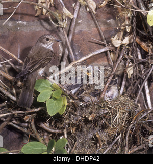 Spotted Flycatcher Muscicapa striata - au nid avec les jeunes. Banque D'Images