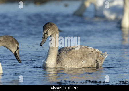 Cygne tuberculé Cygnus olor - mineur Banque D'Images