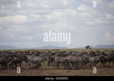 Le pâturage Zebra parmi un troupeau de gnous sur les plaines du Serengeti. La Tanzanie. L'Afrique. Banque D'Images
