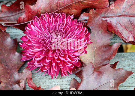 Une belle tête de chrysanthème mauve entre le chêne rouge les feuilles d'automne, l'automne shabby chic de droit Banque D'Images