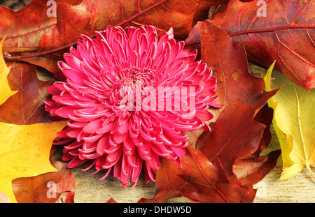 Une seule fleur de chrysanthème, rose mauve tête parmi l'automne chêne rouge et jaune et marron feuilles sycomore, lumière dorée sur un dec Banque D'Images