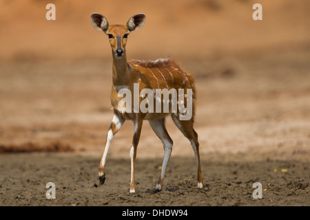 (Tragelaphus scriptus femelle Bushbuck) looking at camera, une jambe levée Banque D'Images