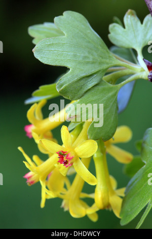 Cassis Ribes aureum, doré Banque D'Images