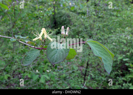 Fly Honeysuckle Lonicera xylosteum, Banque D'Images