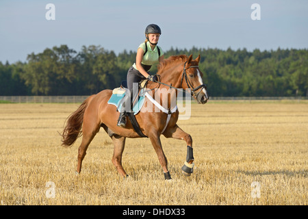 De 13 ans portant un casque et un protecteur de dos sur le dos d'un Cheval de Sport irlandais galloping poneys dans un champ de chaume Banque D'Images