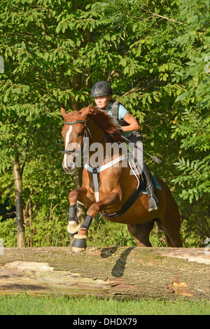 Fille sur le dos d'un Cheval de Sport irlandais sautant par dessus un arbre log Banque D'Images