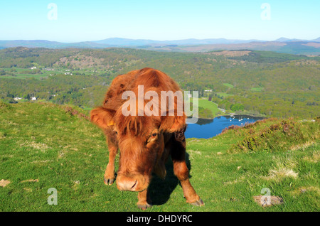 Vache Luing sur Gummers comment au-dessus du lac de Windermere dans le Lake District National Park Banque D'Images