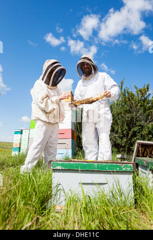 Les apiculteurs travaillant au rucher Banque D'Images