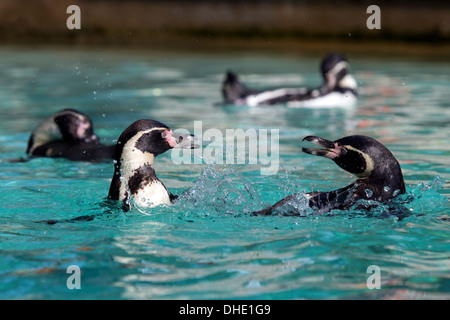 Manchot de Humboldt, le Zoo de Londres, Angleterre, Royaume-Uni. Banque D'Images