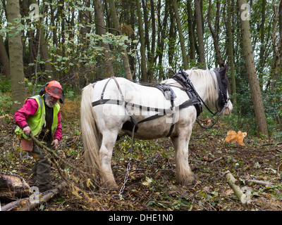 Chris Wadsworth un entrepreneur de conservation des forêts avec son cheval de travail centre d'arbres abattus Banque D'Images