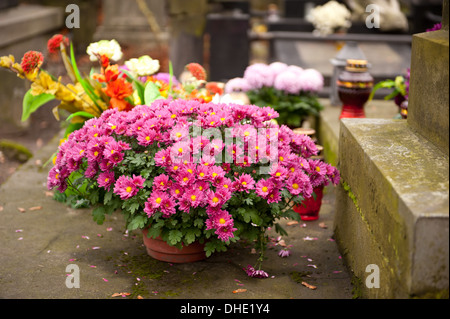 Bouquet de chrysanthèmes rose sur de graves à Varsovie Banque D'Images