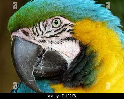 Rodney le bleu et jaune / or Macaw Parrot, Coton Manor, Coton, Northamptonshire, Angleterre Banque D'Images