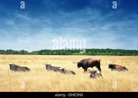 Ou l'aurochs (Bos primigenius Buffalo européenne) en Hongrie, d'Hortobagy. Banque D'Images